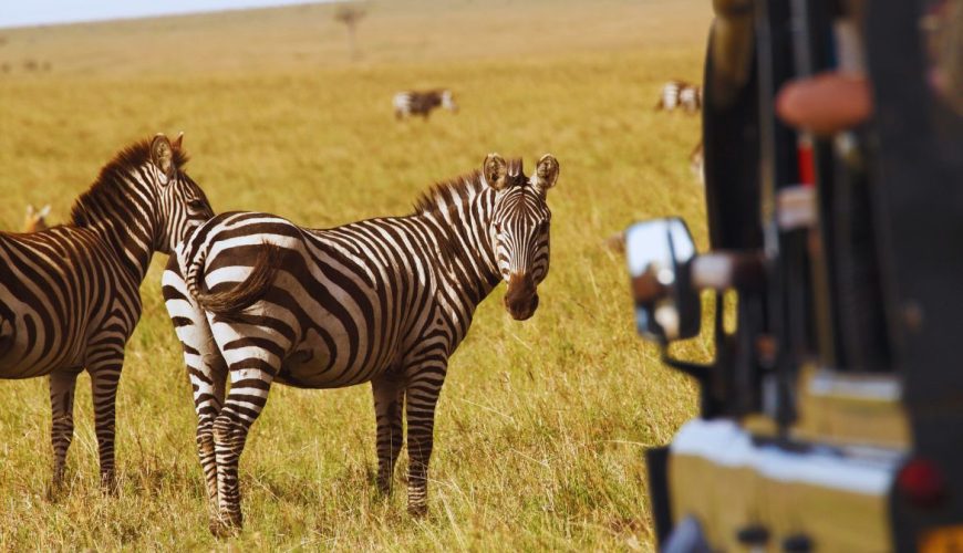 Kenya Wildlife Safaris, Maasai Mara, Amboseli, Tsavo, Lake Nakuru and Lake Naivasha Safaris