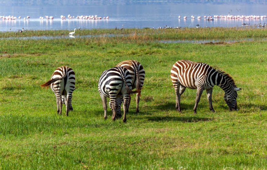 5 Days Kenya Wildlife Safari