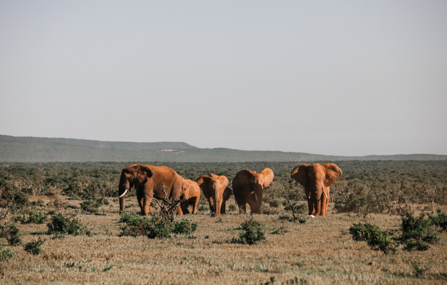 Best Of 3 Days Amboseli Safari