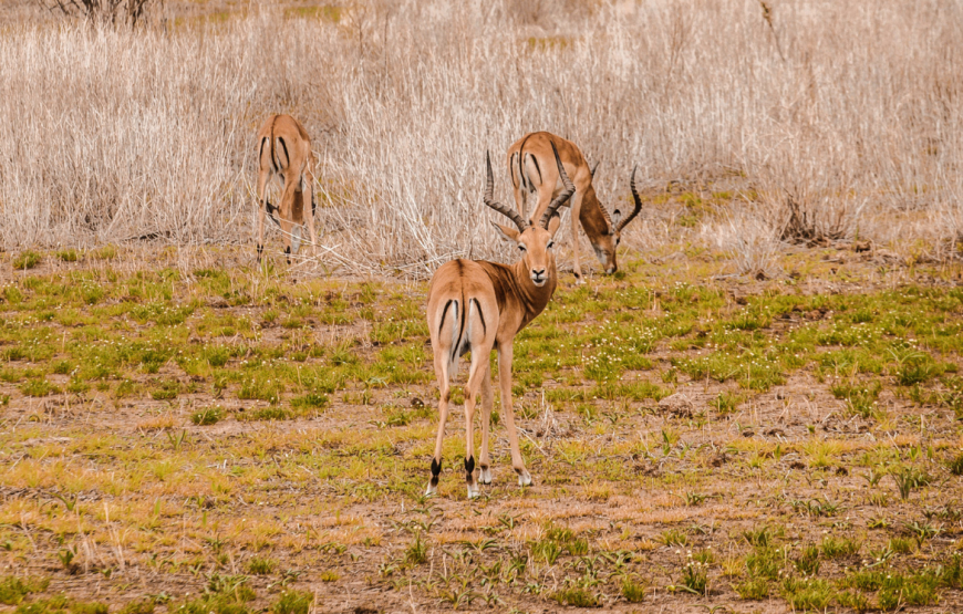 3 Days Tsavo East National Park Safari