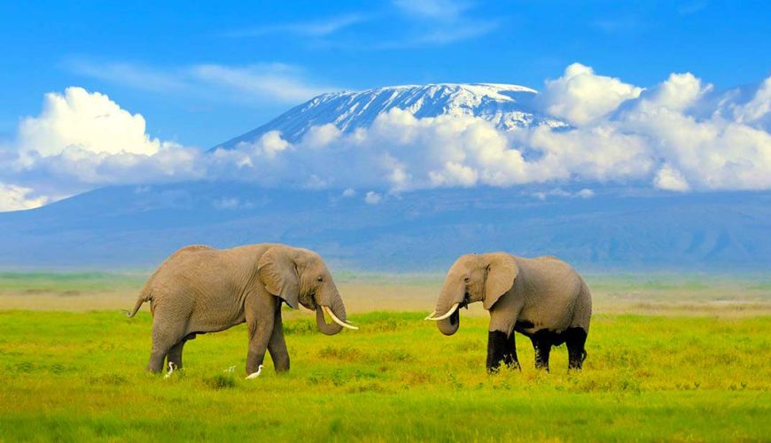 Kenya Wildlife Safaris, Maasai Mara, Amboseli, Tsavo, Lake Nakuru and Lake Naivasha Safaris