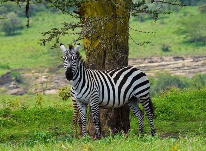 8 Days Kenya Wildlife Safari
