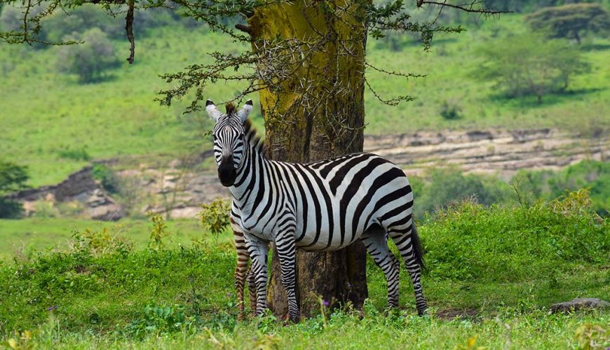 Kenya Wildlife Safaris, Maasai Mara, Amboseli, Tsavo, Lake Nakuru and Lake Naivasha Safaris