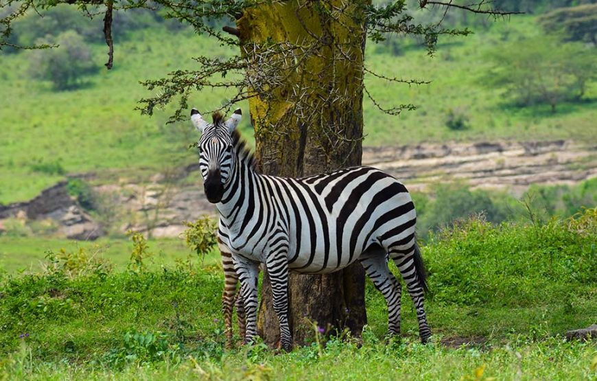 Best Of 4 Days Safari – Nakuru & Mara