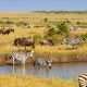 Kenya Wildlife Safaris, Maasai Mara, Amboseli, Tsavo, Lake Nakuru and Lake Naivasha Safaris