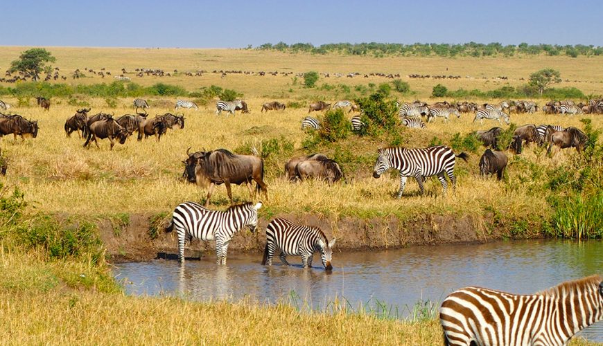Kenya Wildlife Safaris, Maasai Mara, Amboseli, Tsavo, Lake Nakuru and Lake Naivasha Safaris