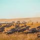 Kenya Wildlife Safaris, Maasai Mara, Amboseli, Tsavo, Lake Nakuru and Lake Naivasha Safaris