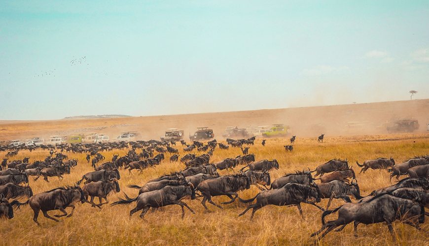 Kenya Wildlife Safaris, Maasai Mara, Amboseli, Tsavo, Lake Nakuru and Lake Naivasha Safaris