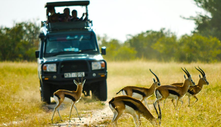 Kenya Wildlife Safaris, Maasai Mara, Amboseli, Tsavo, Lake Nakuru and Lake Naivasha Safaris