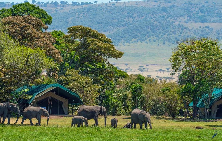 Best Of 4 Days Safari – Nakuru & Mara