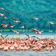 Kenya Wildlife Safaris, Maasai Mara, Amboseli, Tsavo, Lake Nakuru and Lake Naivasha Safaris