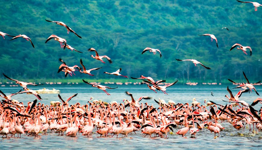 Kenya Wildlife Safaris, Maasai Mara, Amboseli, Tsavo, Lake Nakuru and Lake Naivasha Safaris