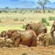3 Days Tsavo East National Park Safari