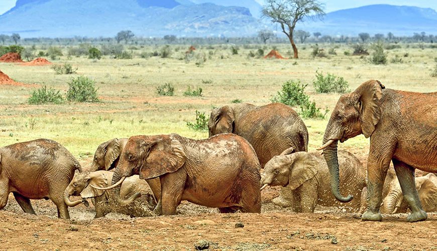 Kenya Wildlife Safaris, Maasai Mara, Amboseli, Tsavo, Lake Nakuru and Lake Naivasha Safaris